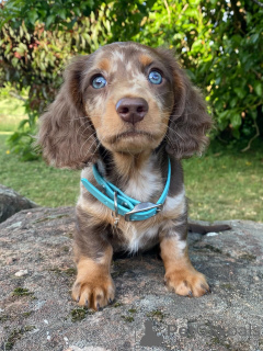 Zdjęcie №2 do zapowiedźy № 158003 na sprzedaż  jamnik - wkupić się Niemcy prywatne ogłoszenie