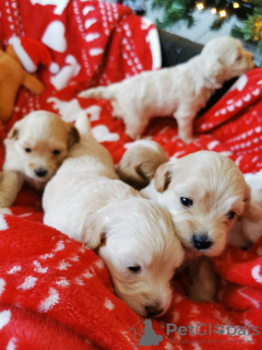 Zdjęcie №2 do zapowiedźy № 132177 na sprzedaż   - wkupić się Szwajcaria 