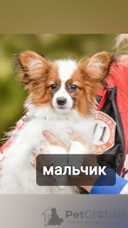 Zdjęcie №2 do zapowiedźy № 43378 na sprzedaż  papillon (rasa psów) - wkupić się Białoruś prywatne ogłoszenie