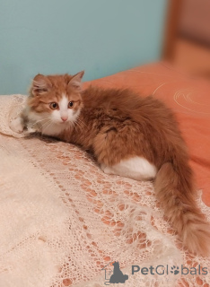 Zdjęcie №4. Sprzedam  w Rzeka Moskwa. prywatne ogłoszenie - cena - Bezpłatny