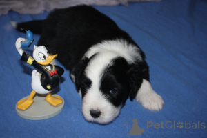 Zdjęcie №3. Brodatowe szczenięta Collie. Francja