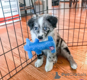 Zdjęcie №1. border collie - na sprzedaż w Bucharest | Bezpłatny | Zapowiedź №109535