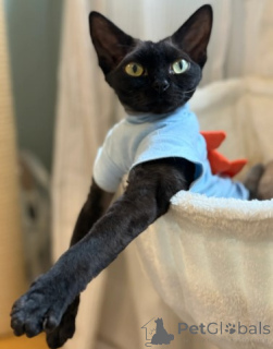 Zdjęcie №2 do zapowiedźy № 160323 na sprzedaż  devon rex - wkupić się Niemcy hodowca