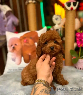 Zdjęcie №1. pudel (zabawka) - na sprzedaż w Colorado City | 4066zł | Zapowiedź №139155