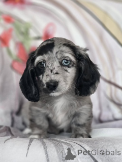 Zdjęcie №2 do zapowiedźy № 163347 na sprzedaż  jamnik - wkupić się Czarnogóra prywatne ogłoszenie, ze schronu