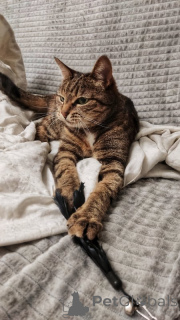 Zdjęcie №4. Sprzedam  w Москва. prywatne ogłoszenie - cena - Bezpłatny