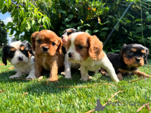 Zdjęcie №1. cavalier king charles spaniel - na sprzedaż w Hamburg | negocjowane | Zapowiedź №164351