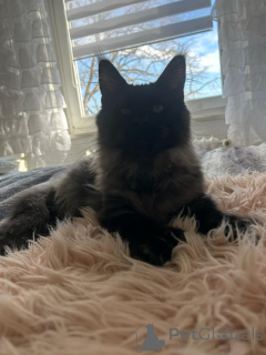 Zdjęcie №4. Sprzedam maine coon w Малага. prywatne ogłoszenie - cena - 2135zł