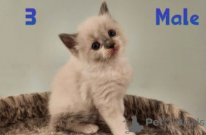 Zdjęcie №3. Rasowe kocięta Ragdoll do domów towarowych.. Austria