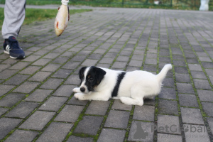 Zdjęcie №4. Sprzedam jack russell terrier w Petersburg. od żłobka - cena - negocjowane