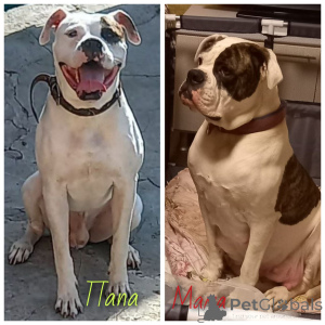 Zdjęcie №1. buldog amerykański - na sprzedaż w Rostów nad Donem | 5083zł | Zapowiedź №145428