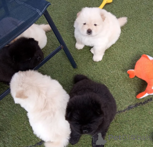 Zdjęcie №1. chow-chow - na sprzedaż w CZęStochowa | negocjowane | Zapowiedź №162442