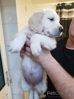 Zdjęcie №3. Domowe szczenięta Golden Retriever są już dostępne. Federacja Rosyjska