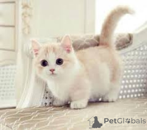 Zdjęcie №3. Chatons Munchkin dostępne à la vente.. Belgia