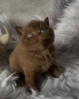 Zdjęcie №1. kot brytyjski krótkowłosy - na sprzedaż w Dikirh | negocjowane | Zapowiedź № 156692