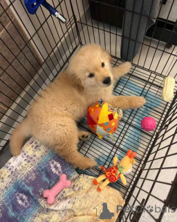 Zdjęcie №3. Curly powlekane szczenięta retriever do adopcji. USA