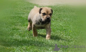 Zdjęcie №1. boerboel - na sprzedaż w Belgrad | negocjowane | Zapowiedź №110398