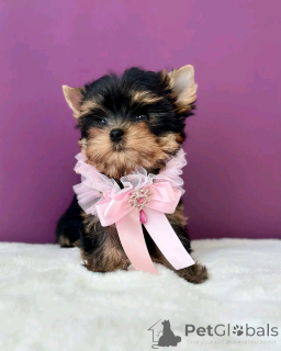 Zdjęcie №2 do zapowiedźy № 138569 na sprzedaż  yorkshire terrier - wkupić się USA hodowca