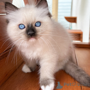 Zdjęcie №1. ragdoll - na sprzedaż w Warszawa | negocjowane | Zapowiedź № 171358
