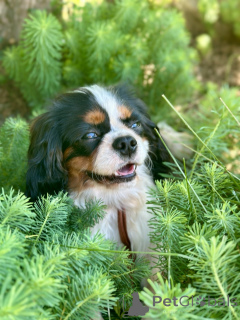 Zdjęcie №2 do zapowiedźy № 171113 na sprzedaż  cavalier king charles spaniel - wkupić się Białoruś 