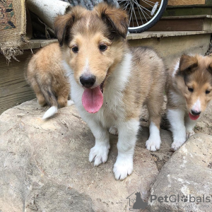 Zdjęcie №1. border collie - na sprzedaż w Nummela | Bezpłatny | Zapowiedź №127887