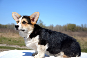 Zdjęcie №2 do zapowiedźy № 6374 na sprzedaż  welsh corgi - wkupić się Ukraina 