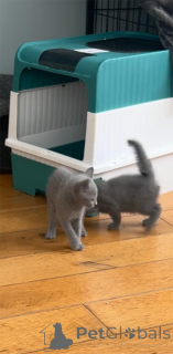 Zdjęcie №1. rosyjski niebieski - na sprzedaż w Böblingen | 1674zł | Zapowiedź № 153218