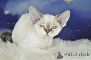 Zdjęcie №1. devon rex - na sprzedaż w Helsinki | 2774zł | Zapowiedź № 164067