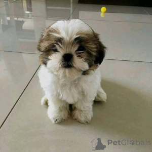 Zdjęcie №2 do zapowiedźy № 161150 na sprzedaż   - wkupić się Dania 