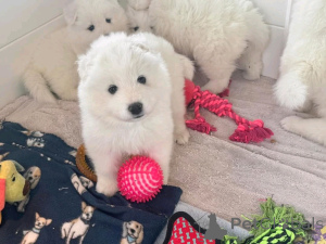 Zdjęcie №3. CACHORROS Samoyedo Disponibles para adoptción. Niemcy