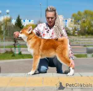 Zdjęcie №1. akita (rasa psa) - na sprzedaż w Brest | negocjowane | Zapowiedź №19463
