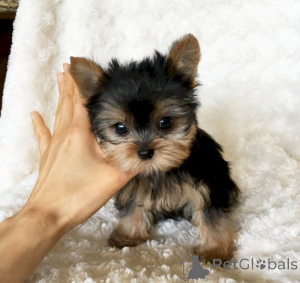 Zdjęcie №2 do zapowiedźy № 141166 na sprzedaż  maltańczyk, yorkshire terrier - wkupić się Kanada prywatne ogłoszenie