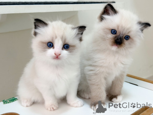 Zdjęcie №1. ragdoll - na sprzedaż w Sztokholm | negocjowane | Zapowiedź № 171355