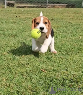 Zdjęcie №3. Ten słodki i uroczy szczeniak szuka rodziny na zawsze! Wszystkie szczepienia i. Wielka Brytania