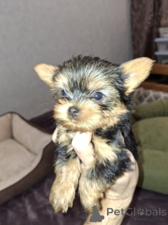 Zdjęcie №1. yorkshire terrier biewer, yorkshire terrier - na sprzedaż w Tallinn | 2153zł | Zapowiedź №165363