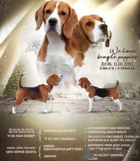 Zdjęcie №1. beagle (rasa psa) - na sprzedaż w Kursk | 2220zł | Zapowiedź №8993