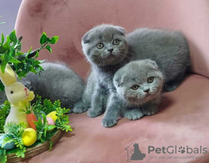 Zdjęcie №1. scottish fold - na sprzedaż w Tampere | 1046zł | Zapowiedź № 124225