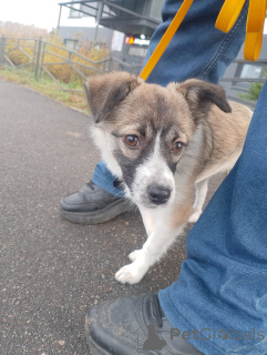 Zdjęcie №3. Mały, czuły pies, 5 miesięcy. Federacja Rosyjska