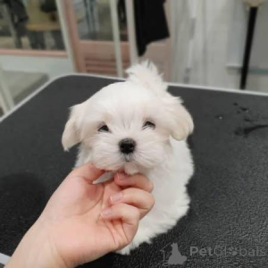 Zdjęcie №3. Szczenięta Deze Charmante Maltezer. Belgia