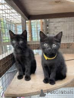 Zdjęcie №1. bombay cat - na sprzedaż w Paryż | 2392zł | Zapowiedź № 165512