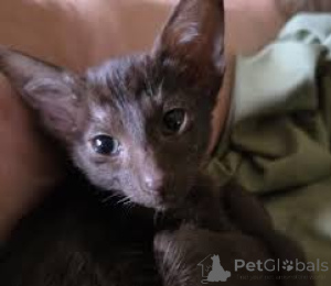 Zdjęcie №3. Orientalna adopcja Lyhytkarvaiset Kisanpennut. Finlandia