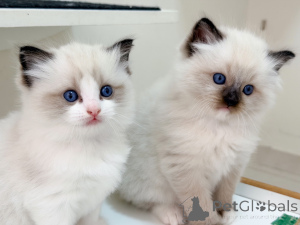 Zdjęcie №3. Sprzedam kocięta Ragdoll, czystej krwi, czułe dzieci Ragdoll o oszałamiających. Szwecja