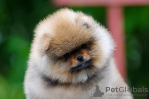 Dodatkowe zdjęcia: Pomeranian Szpic FCI/Pedigree