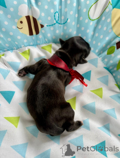 Zdjęcie №3. Rodowodowy szczeniak z bajkowym umaszczeniem po Championce ZKwP/FCI. Polska