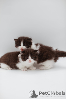 Zdjęcie №3. Munchkin Perski kotek. Niemcy