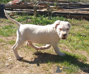 Dodatkowe zdjęcia: Szczeniaki Dogo Argentino