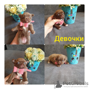 Zdjęcie №1. chihuahua (rasa psów) - na sprzedaż w Rostów nad Donem | 4202zł | Zapowiedź №51684