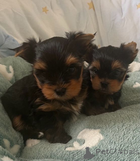 Zdjęcie №1. yorkshire terrier - na sprzedaż w Tampere | 1674zł | Zapowiedź №167371