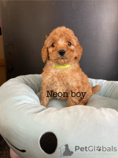 Zdjęcie №4. Sprzedam cocker spaniel amerykański w Alain. hodowca - cena - 2870zł