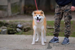 Dodatkowe zdjęcia: Szczenięta Akita Inu